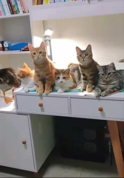 This is the cutest thing I have seen on imgur