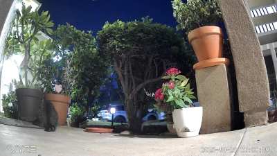 Tigger does not budge when the opossum comes up.