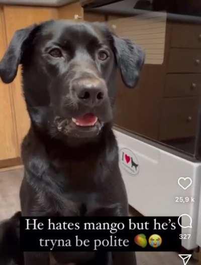 doggo hates mangos but tries his best