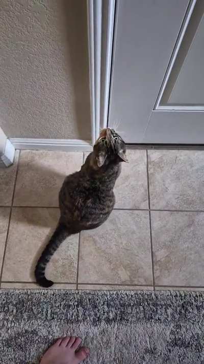 She at least had her emotional support kitten