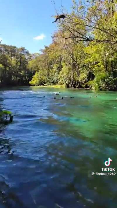 A bunch of monkeys in Florida jumping from trees into the river