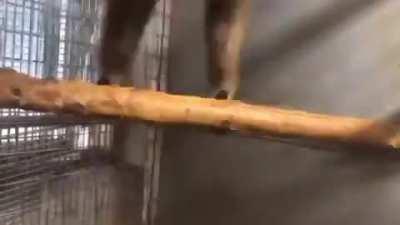 Monkey spin wheeeeeeee!!!