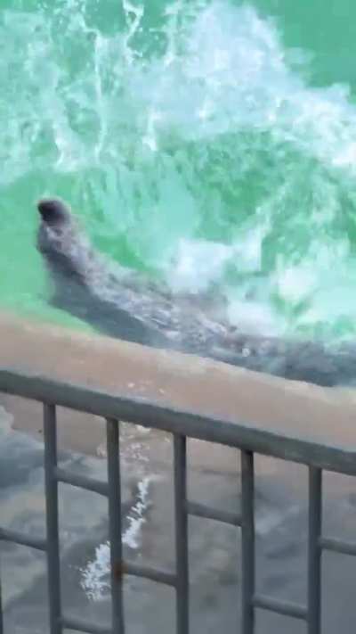 Teh Looker got spoookd