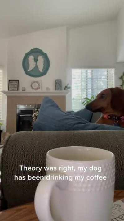 doggo love his morning cuppa joe 🤷