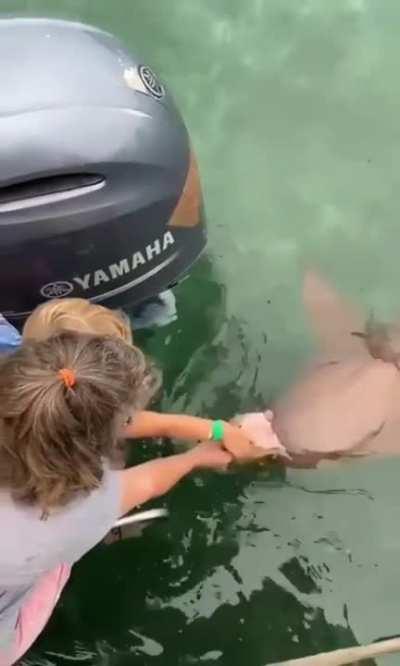 Baby shark do-do-do-do-do-DON'T!