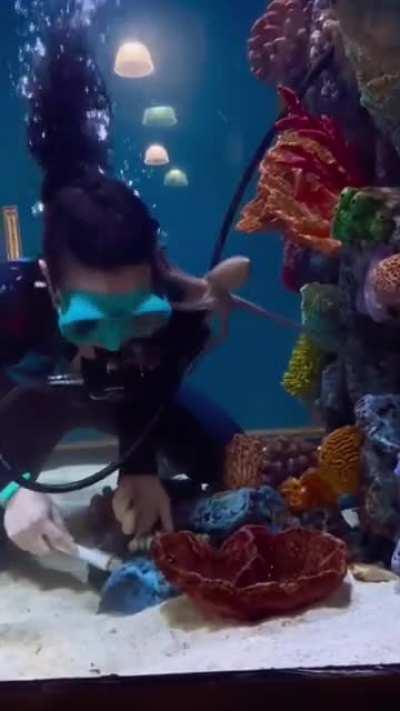 the octopus just wants to play...