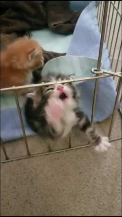 Kitten struggles to climb over cage