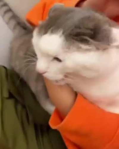 Кошачий оргазмЪ