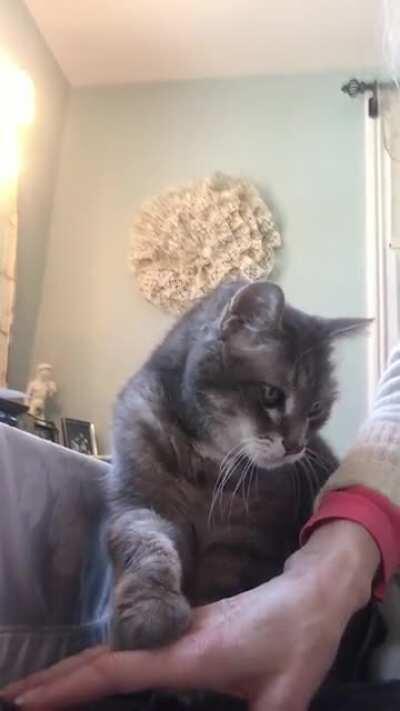 He taps to get the pets