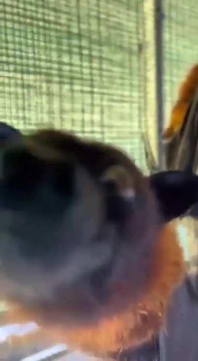 Little bat wants a boop