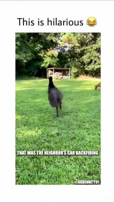 They’re coming for the eggs!!