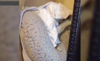 Squirrels will adopt other squirrels babies if they are abandoned.