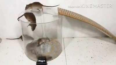 OOO ZYYY FRI FAYEEERR