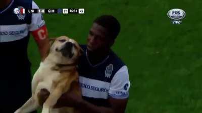A pitch invading dog looking absolutely delighted after being played with