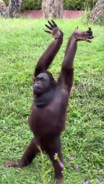 This orangutan shows funny poses
