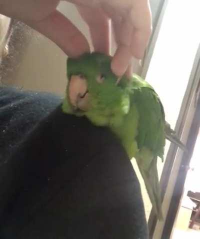 MassageBirb