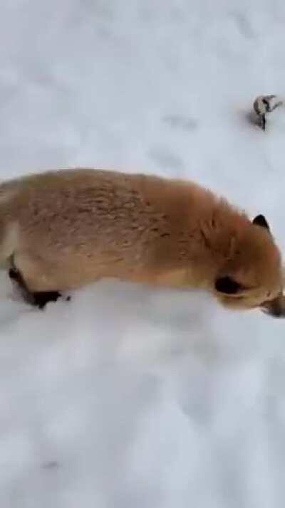 aclaro que la loca esta tiene un zorro de mascota porque literalmente vive en un refugio de animales donde hay zorros serpientes gatos perros de todo