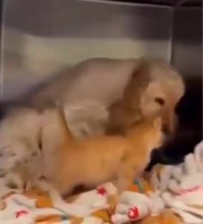 Ever since this dog and kitten met in the shelter, they've become absolutely inseparable. They were later adopted together by the same person 🥹❤️