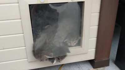 NotMyCat had 5 kittens in my yard, I got them a little house and have been making sure they stay dry!