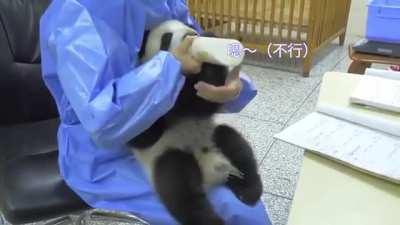Baby panda wanting to be held to drink milk