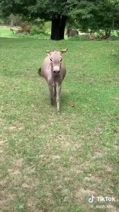 When the ears go down, my heart totally melts.