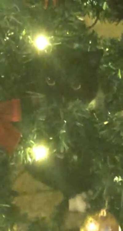 i’m a tree decoration meow