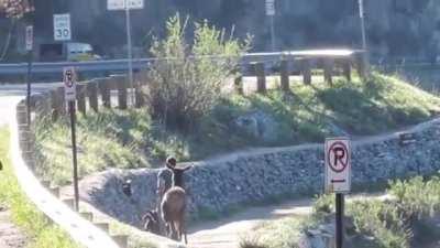 Ruining the morning walk