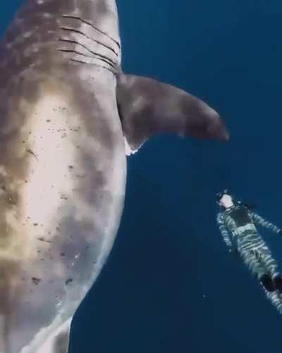 Swimming with a 20-foot great white shark