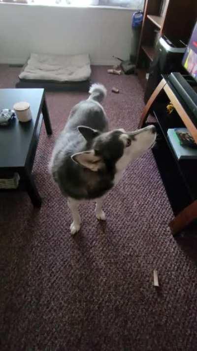 Having a chat with his squeaky chicken.