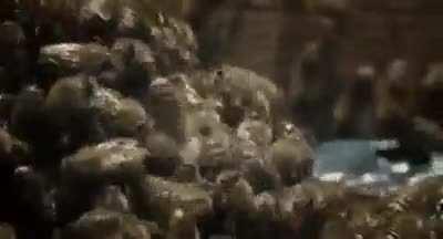 A group of bees avenge their friend who got killed by a hornet