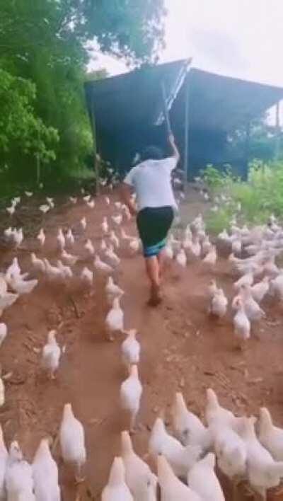 Attack of chickens
