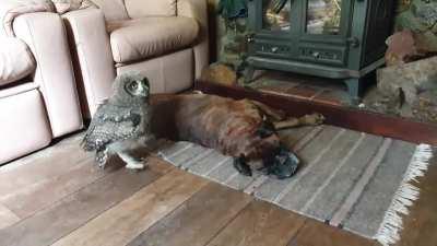 Our owlet thinks he's tough, our old tired boxer isn't convinced..