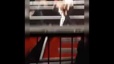 Liv morgan spanking compilation