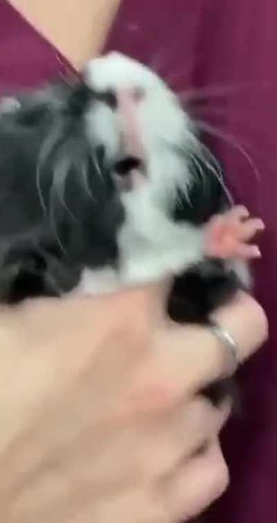 Just a Guinea Pig at the vet