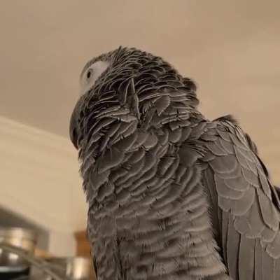 Pikaboo Pikaboo.......