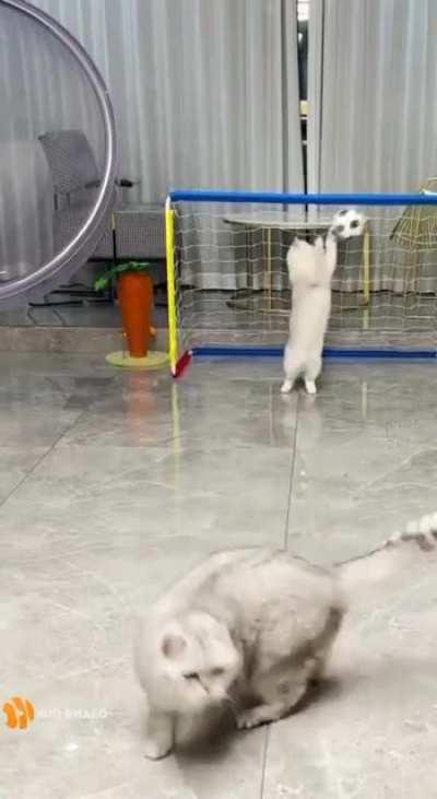 Playing soccercat