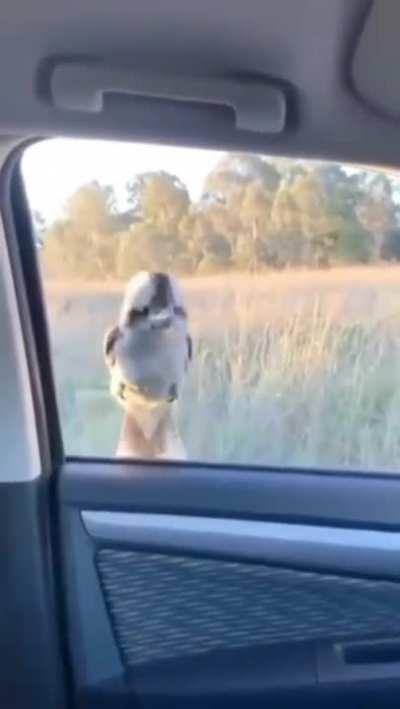 Kookaburra going for a ride on a car window