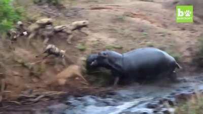 And then a hero comes along.