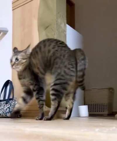 Small crab cat moment