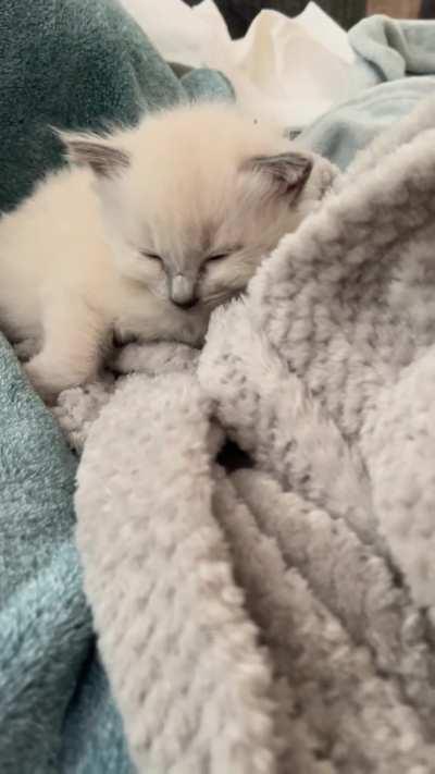 Caught Milk-Wasted. Someone call this guy an Uber! 