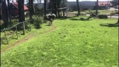 hold my beer while i run through an ostrich enclosure