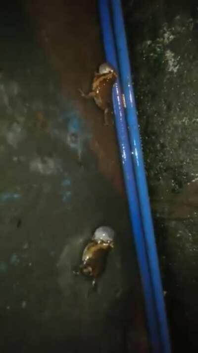 like if you are retarded