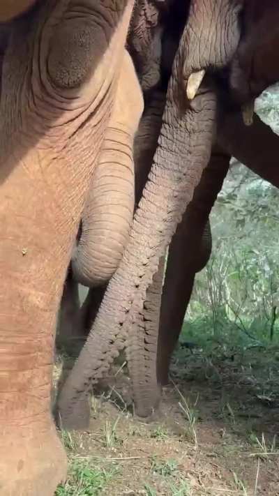 🔥 Trunks, trunks everywhere. Tasty morsels for the juvenile elephants. The sounds are delightful