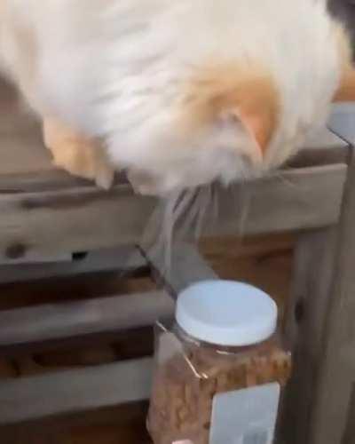 Ig he need his treats