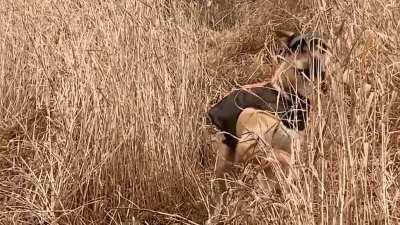 Boxer x Malamute, not the brightest mix