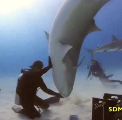 guy casually prevents shark attack