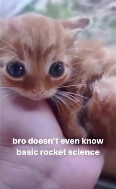 smol uneducated bean