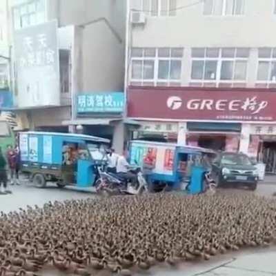 Duck Army