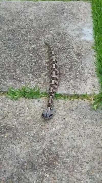 This video is of my snake Destro. It’s sorta taken off world wide lately 🤷🏻‍♂️. Figured I’d post it here myself.