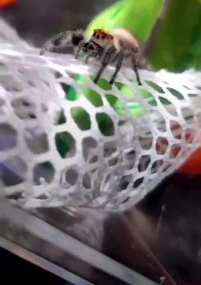 Gretel the happy oldy spider.